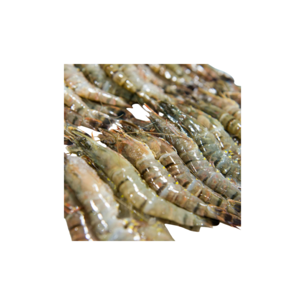 Tiger Prawn